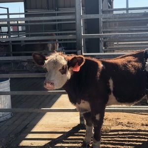 Meet your Posher, Evelyn